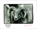 Animal: Sheep - Vintage Photograph
