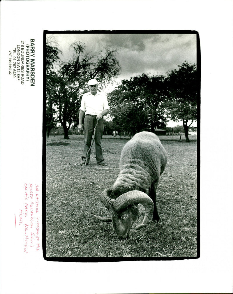 Animal: Sheep - Vintage Photograph