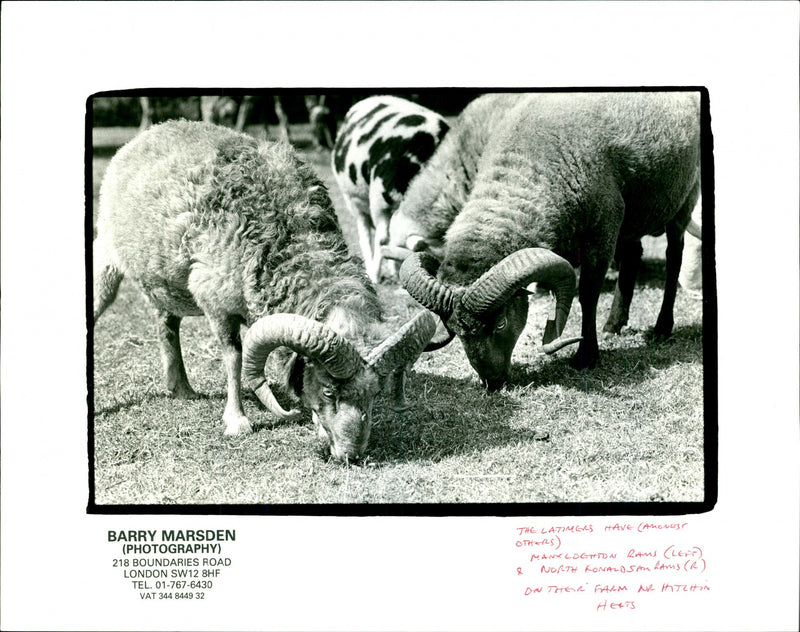 Animal: Sheep - Vintage Photograph