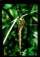 Insects: Damsel and Dragon Flies - Vintage Photograph