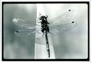 Insects: Damsel and Dragon Flies - Vintage Photograph