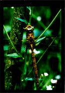 Insects: Damsel and Dragon Flies - Vintage Photograph