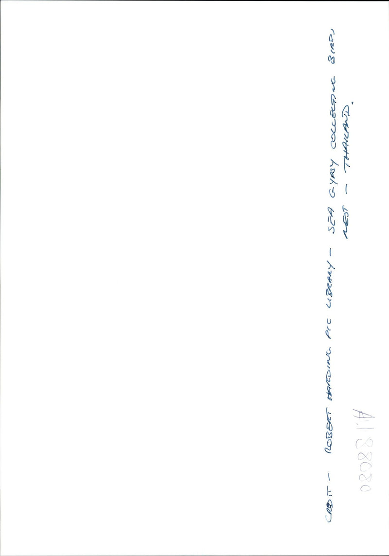 Sea Gyrsy collecting birds nest thailand. - Vintage Photograph