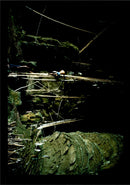 Sea Gyrsy collecting birds nest thailand. - Vintage Photograph