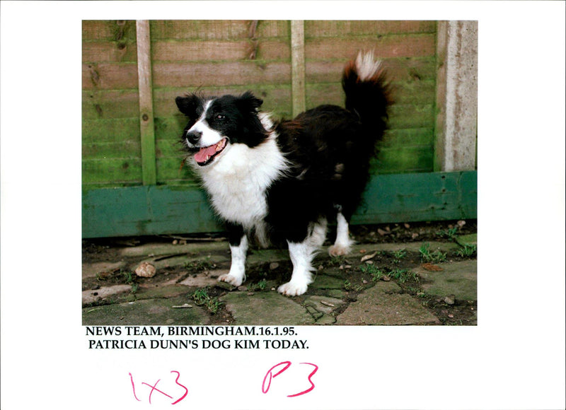 Patricia Dunn's Dog Kim - Vintage Photograph