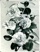 Gardening - Vintage Photograph