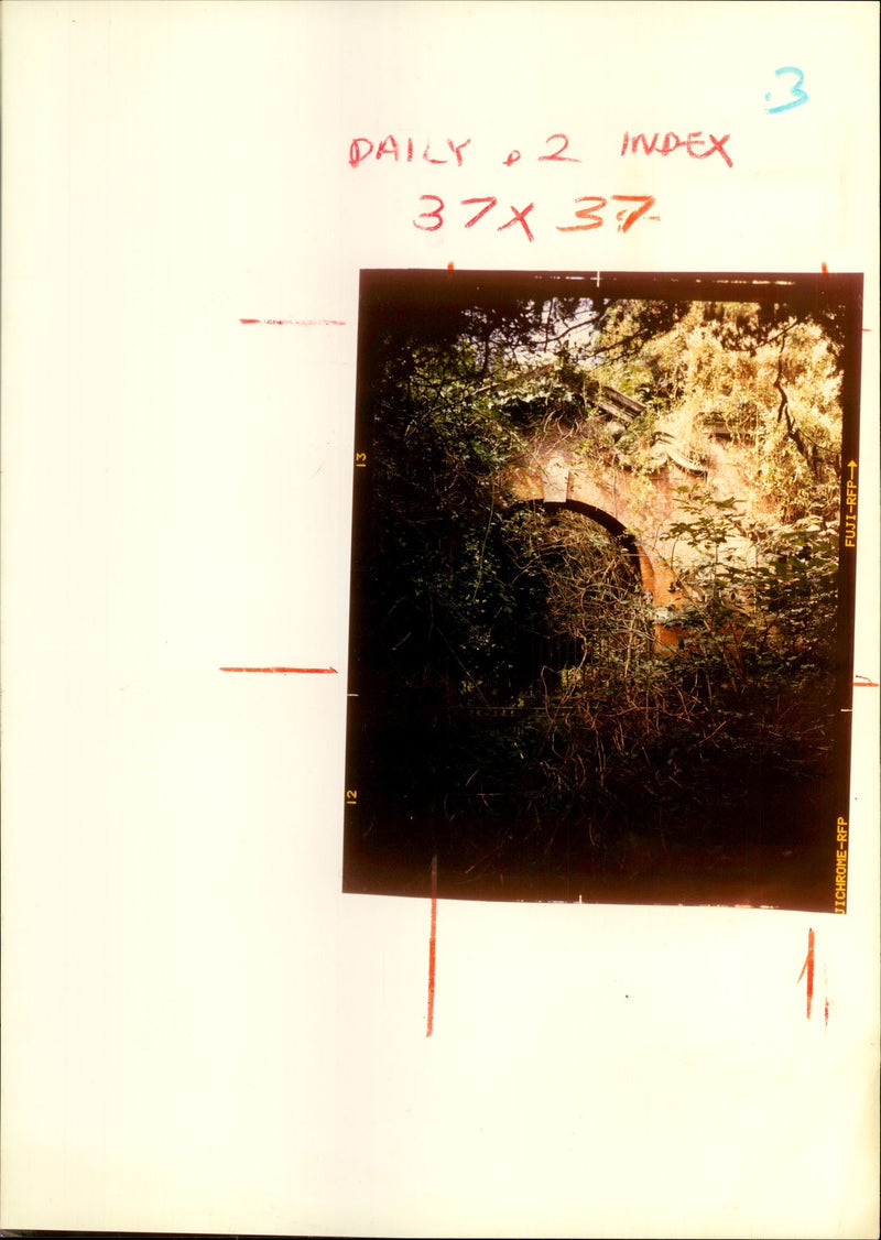 Gardening from 1974 - Vintage Photograph