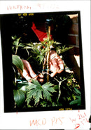 Gardening - Vintage Photograph