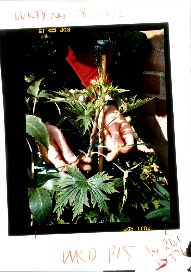 Gardening - Vintage Photograph