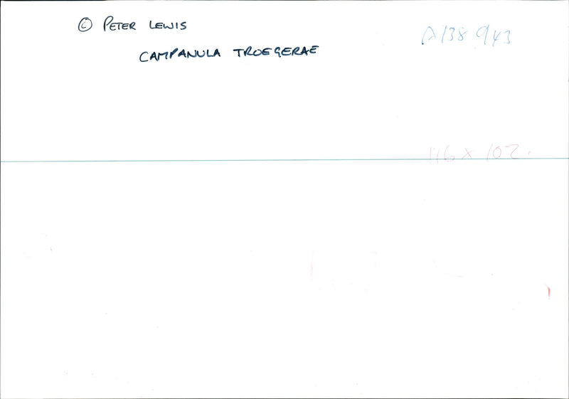 Campanula Troegerae - Vintage Photograph