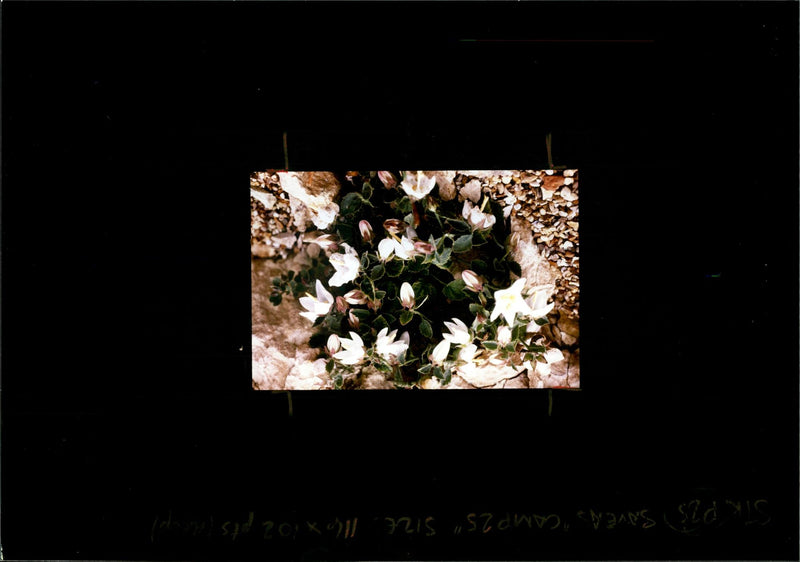 Campanula Troegerae - Vintage Photograph