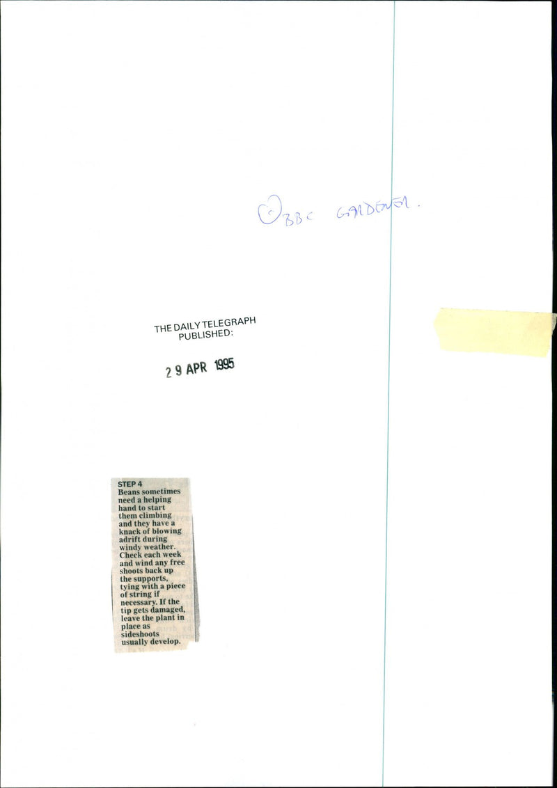 Gardening, Beans - Vintage Photograph