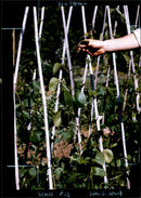 Gardening, Beans - Vintage Photograph