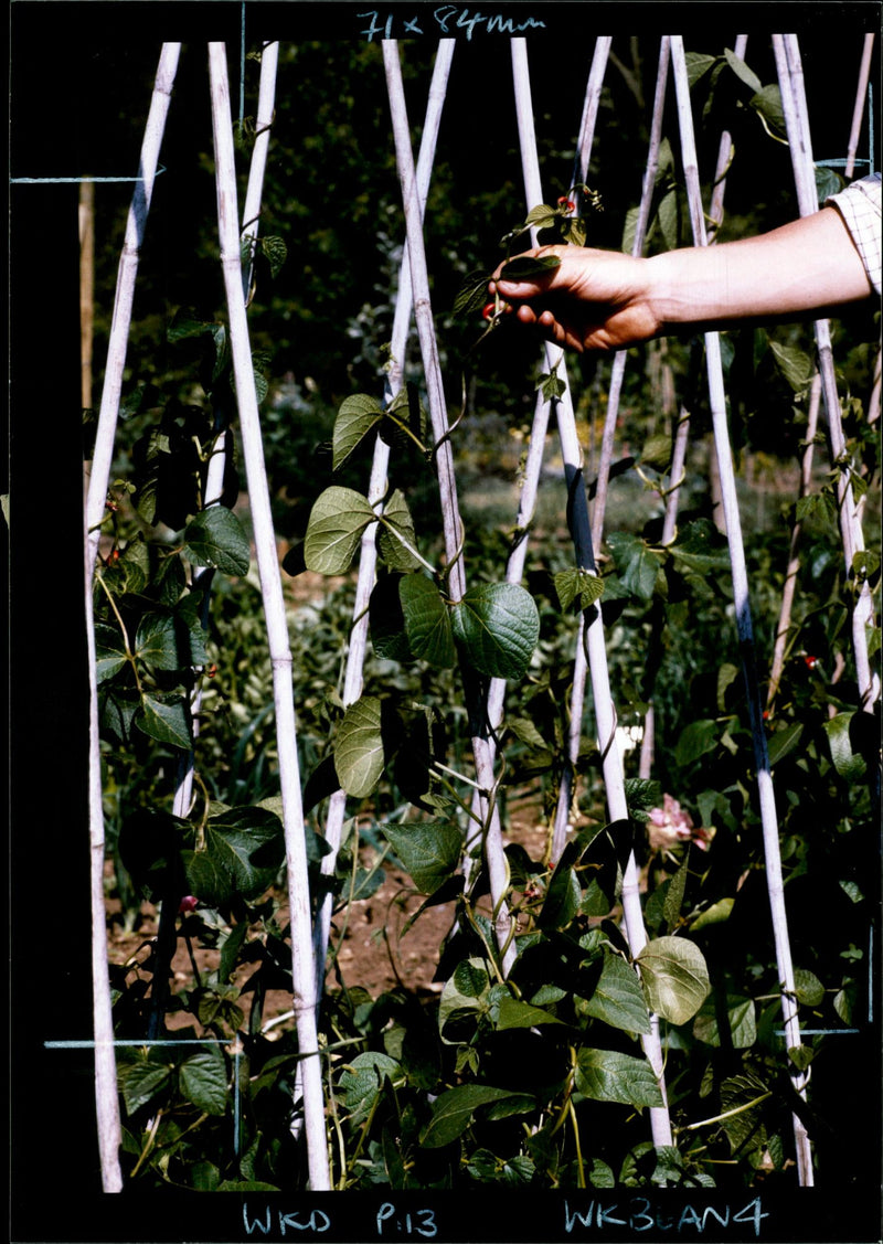 Gardening, Beans - Vintage Photograph