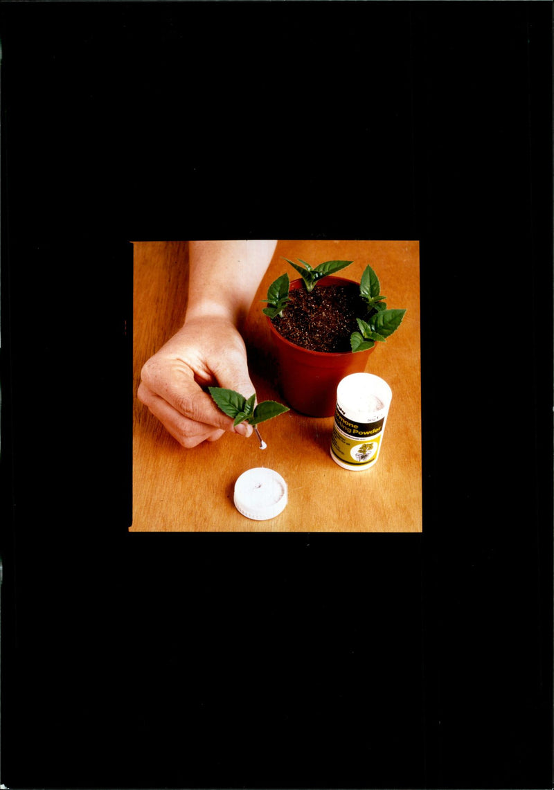 Gardening - Vintage Photograph