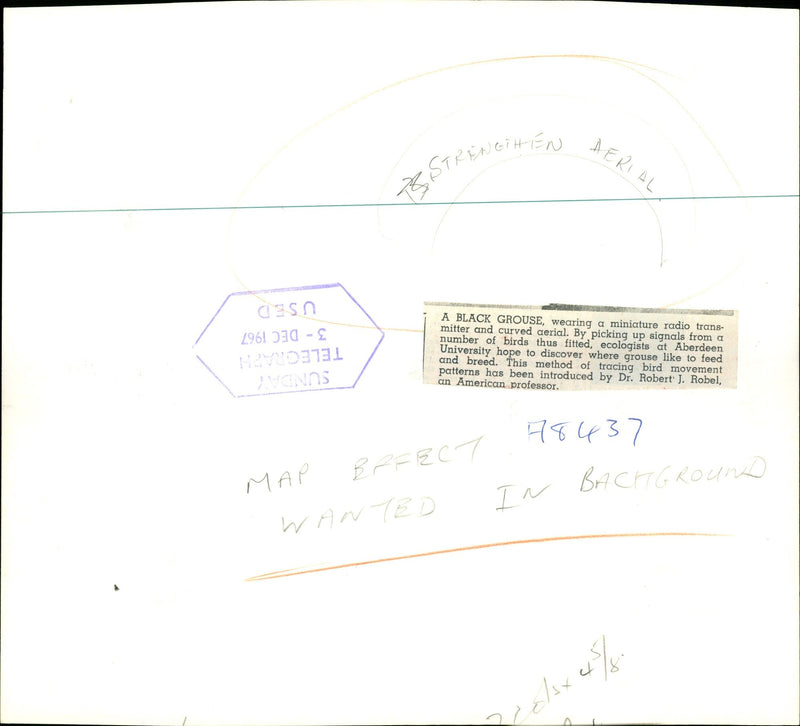 Bird Grouse - Vintage Photograph