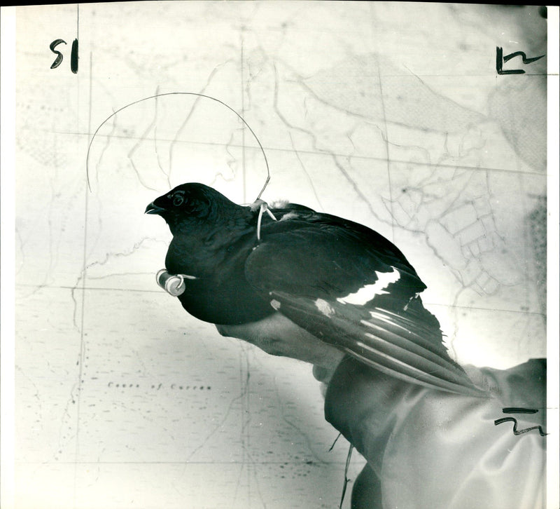 Bird Grouse - Vintage Photograph