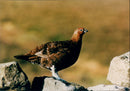 Bird Grouse - Vintage Photograph
