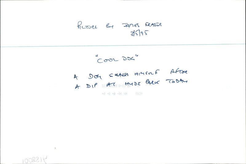 Summer Scene "Cool Dog" - Vintage Photograph