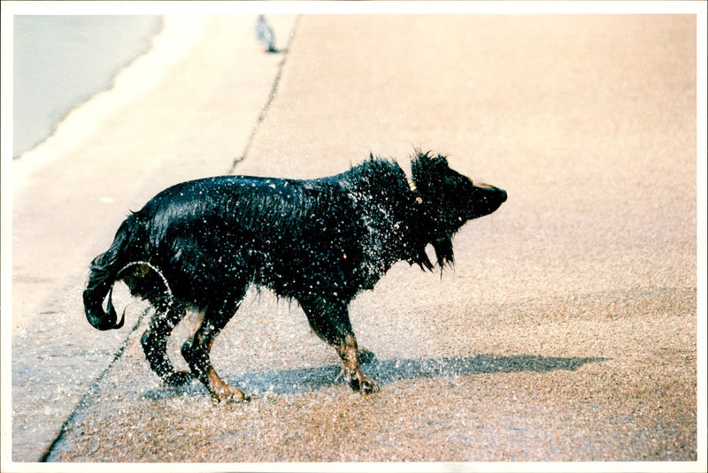 Summer Scene "Cool Dog" - Vintage Photograph