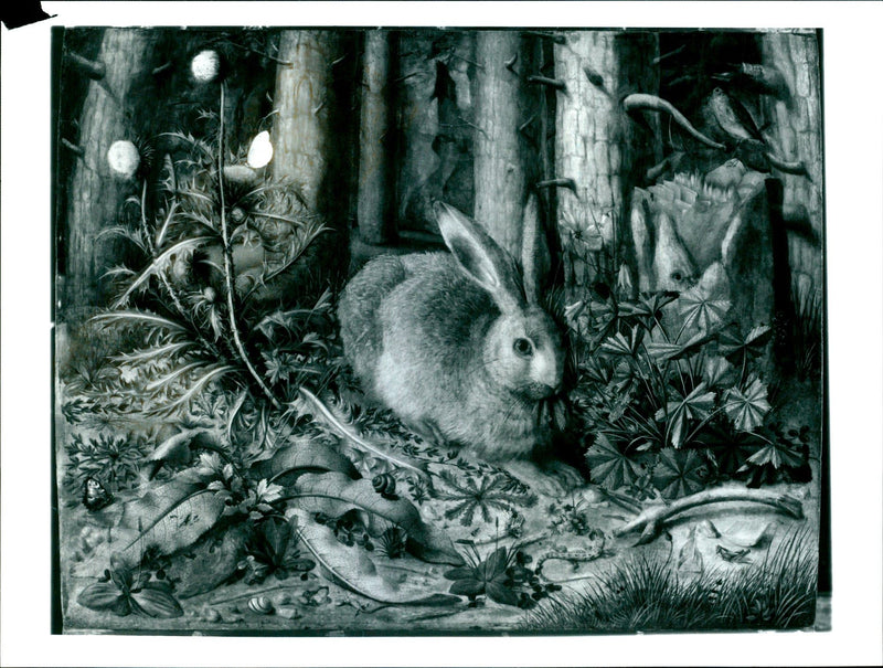 The Hare in a Forest by Hans Hoffman - Vintage Photograph
