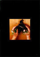 Gardening - Vintage Photograph