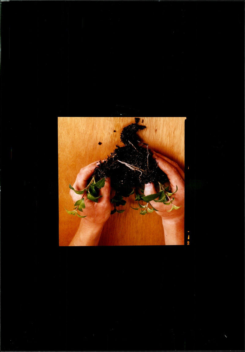 Gardening - Vintage Photograph