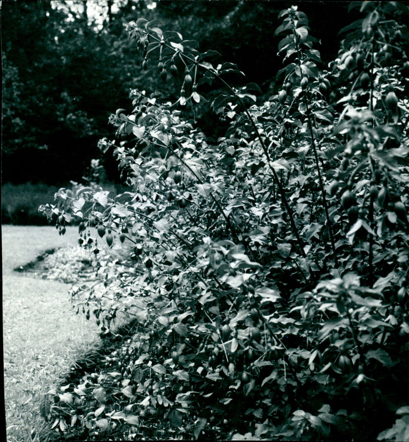 Hardy fuchsias in the Garden - Vintage Photograph