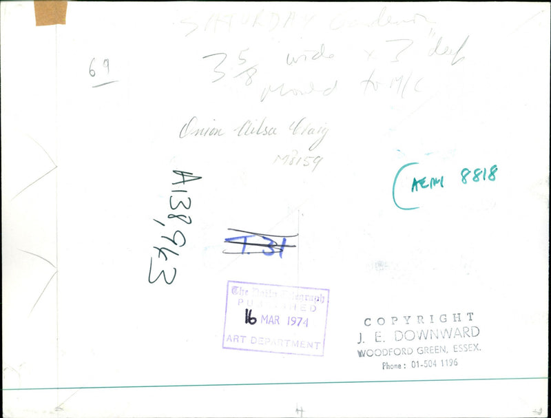 Onion Fresh From the Garden - Vintage Photograph