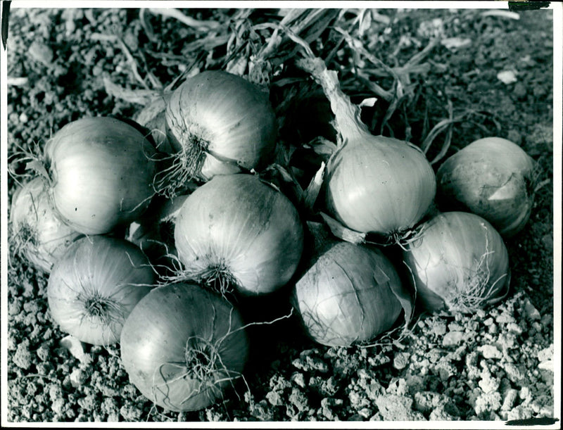 Onion Fresh From the Garden - Vintage Photograph