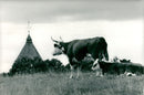 AdelsÃ¶. Cow with calf on meadow with church tower in the background - Vintage Photograph