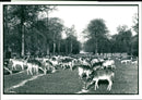 Dunham Park - Vintage Photograph