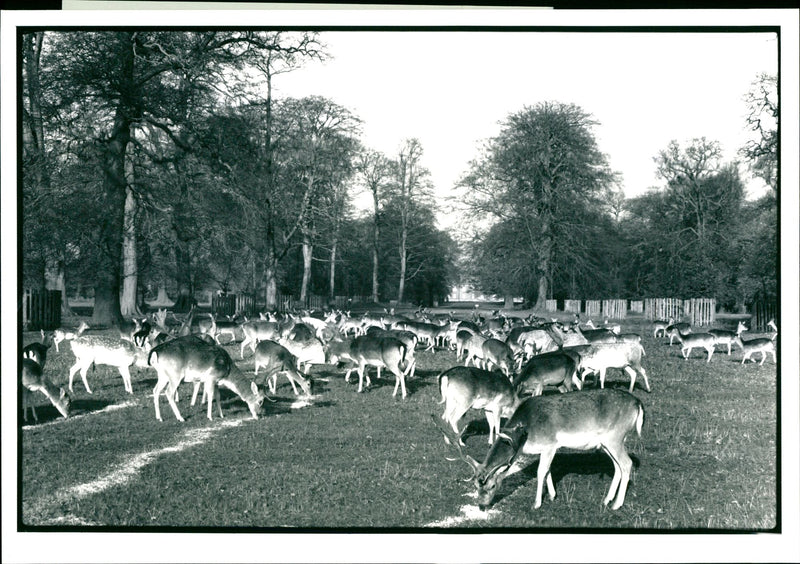 Dunham Park - Vintage Photograph