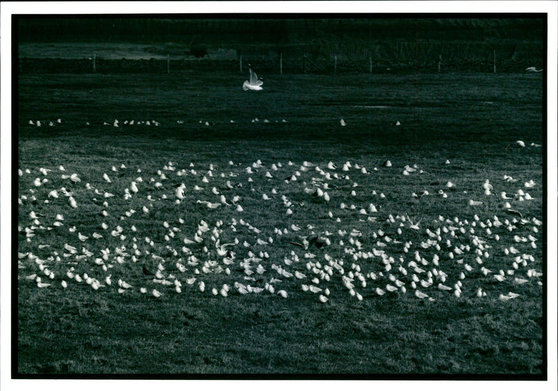 The River Estuaries Under Threat. - Vintage Photograph