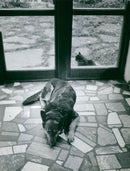 A dog and a cat at DalarÃ¶ - Vintage Photograph