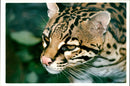 Ocelot Animal - Vintage Photograph
