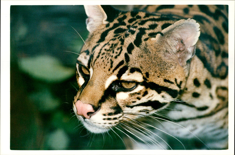 Ocelot Animal - Vintage Photograph