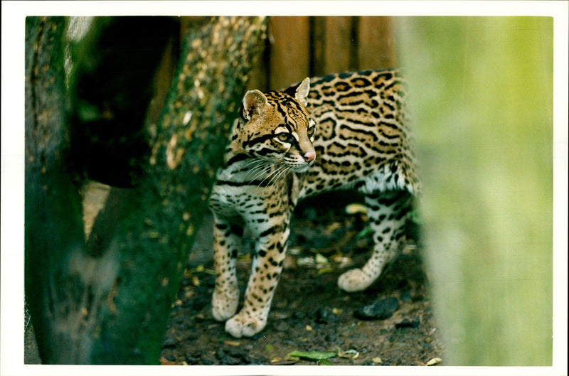 Ocelot Animal - Vintage Photograph