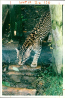 Ocelot Animal - Vintage Photograph