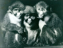 Animal: Guenon - Vintage Photograph