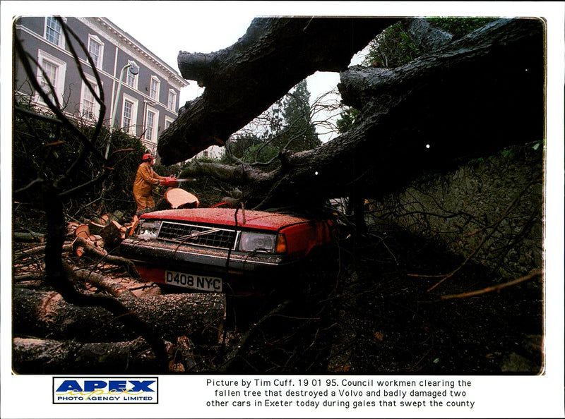 FALLEN TREE DESTROYED VOLVO AND BADLY DAMAGED TWO OTHE TIM CUFF CARS - Vintage Photograph