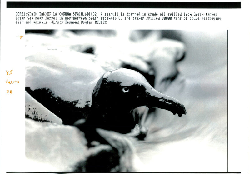 SEAGULL TRAPPED CRUDE OIL SPILLED FROM GREEK TANK DESMOND BOYLAN - Vintage Photograph