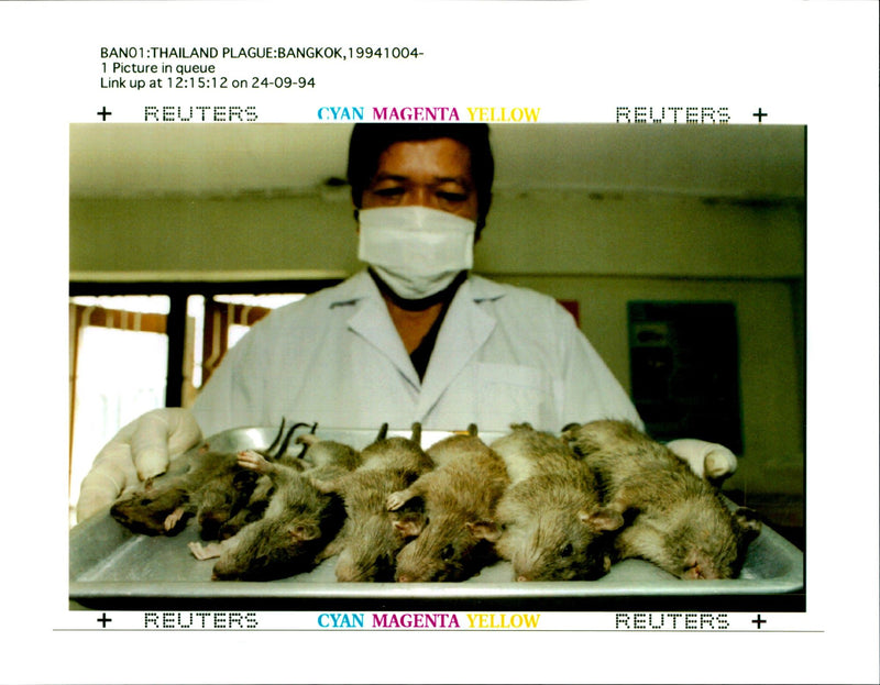 1994 THE THAI PUBLIC HEALTH MINISTRY SET HUNDREDS BAITED TRAPS WRITER COUNTRY - Vintage Photograph