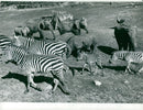 Picture of Zebras, giraffes, elephants, rhinos and ostriches - Vintage Photograph