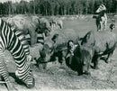 Sigvard Berggren at the Zoo - Vintage Photograph