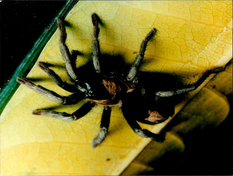 Tarantula - Vintage Photograph