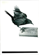 Bird: Blackbird - Vintage Photograph