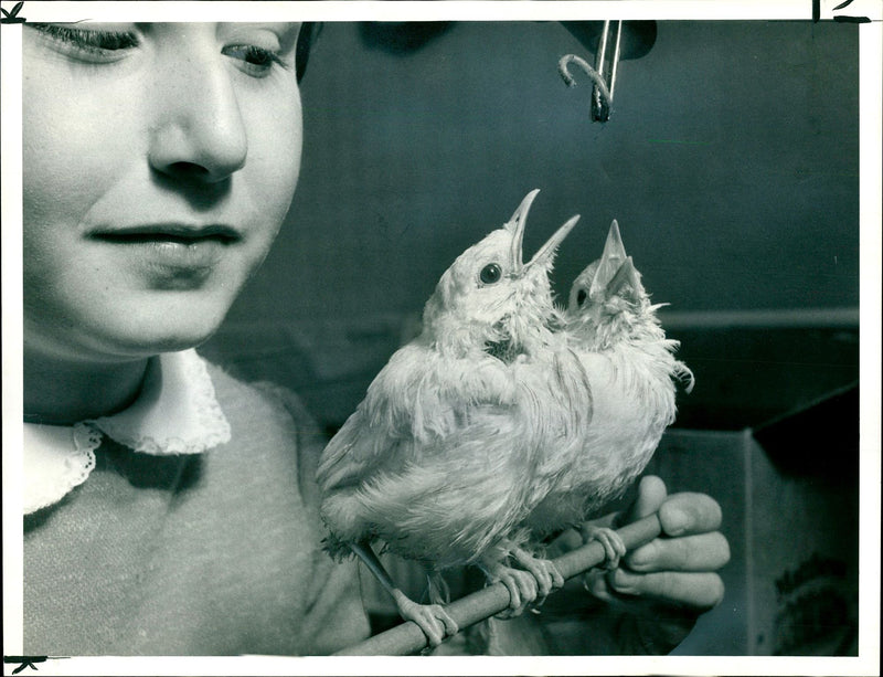 Bird: Blackbird - Vintage Photograph