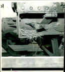 Bird: Blackbird - Vintage Photograph