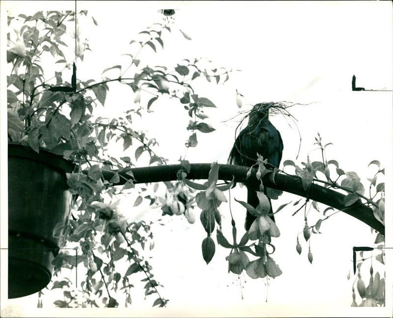 Bird: Blackbird - Vintage Photograph